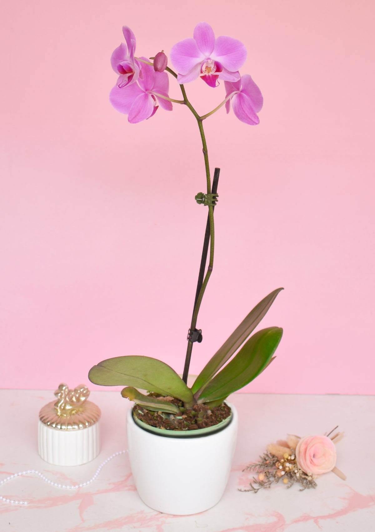 Orquídea con base🌸 | Dia de la Madre