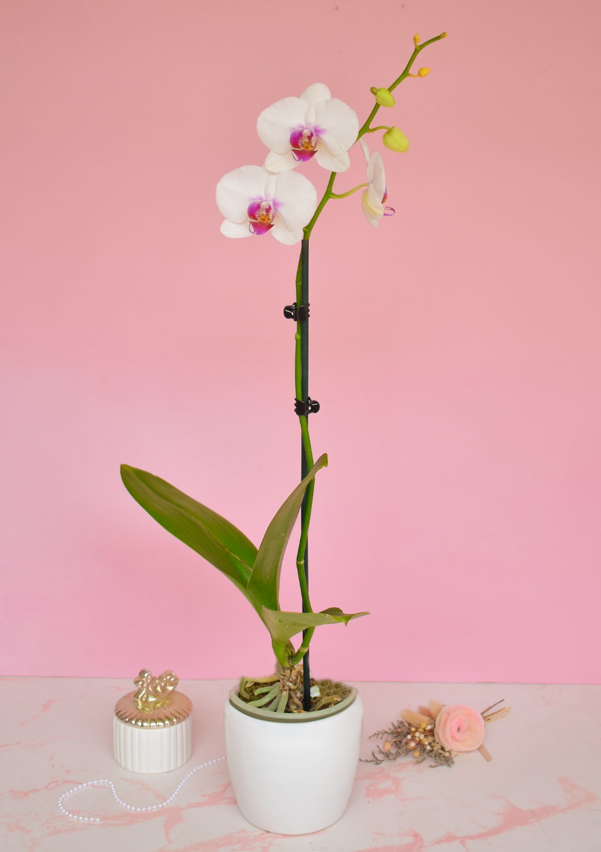 Orquídea con base🌸 | Dia de la Madre