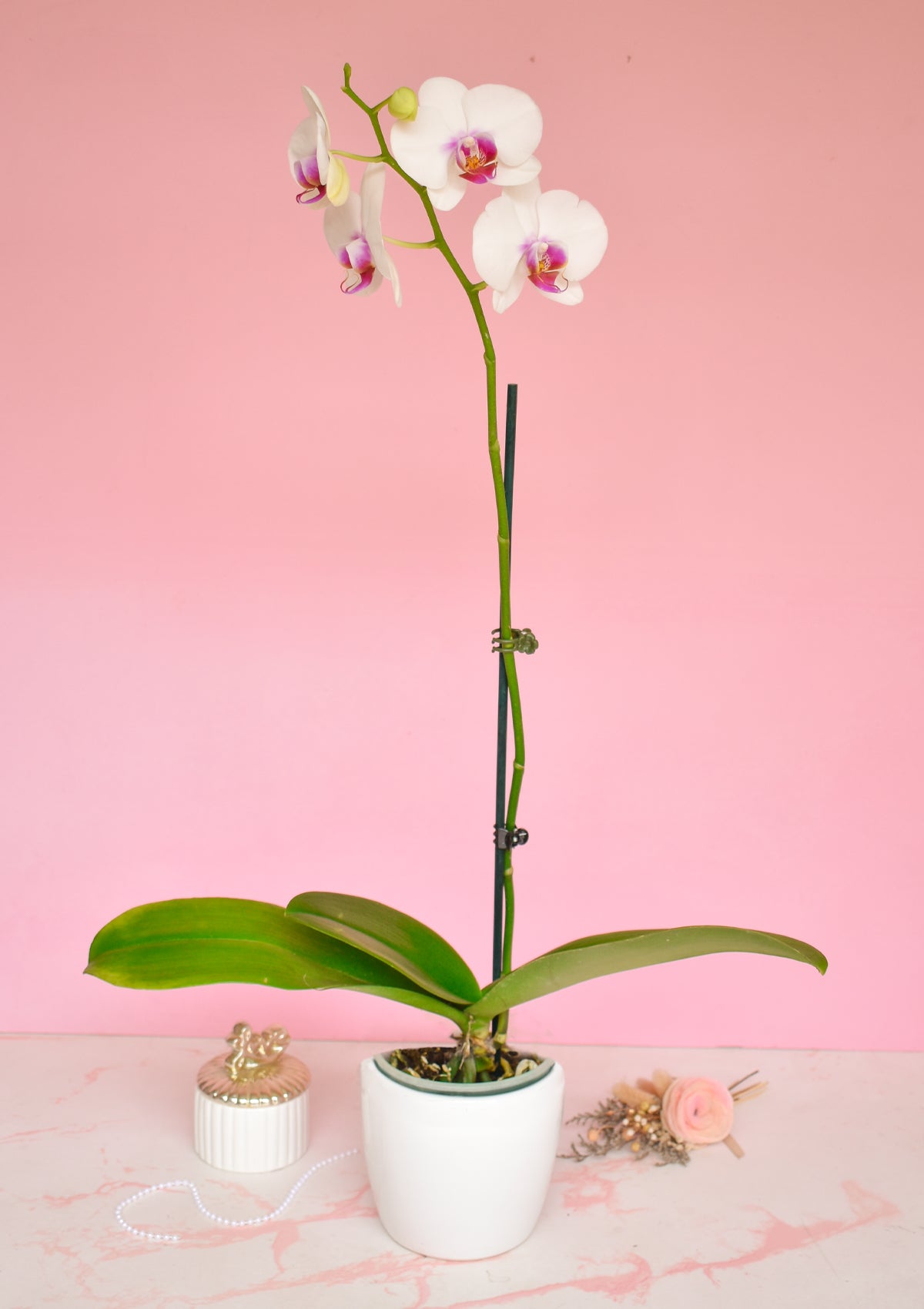Orquídea con base🌸 | Dia de la Madre