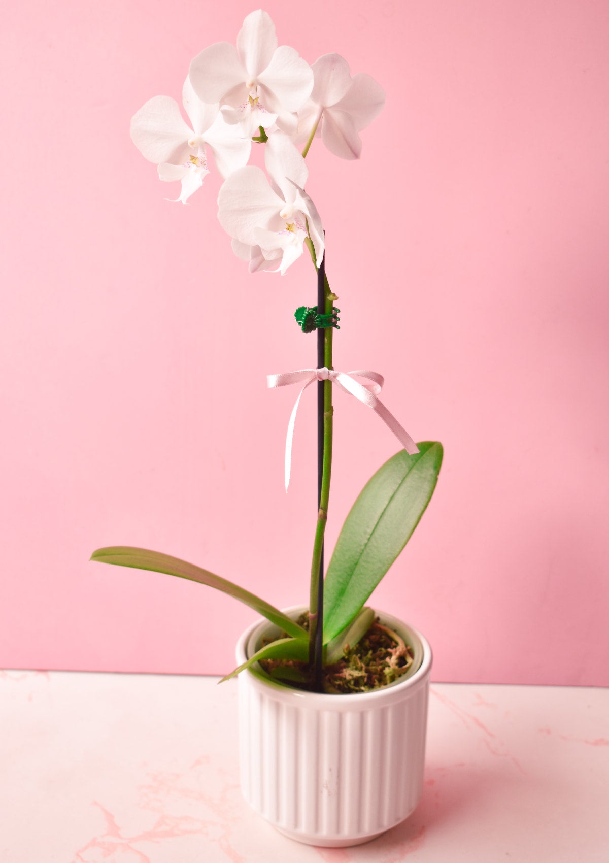 Orquídea con base🌸 | Dia de la Madre