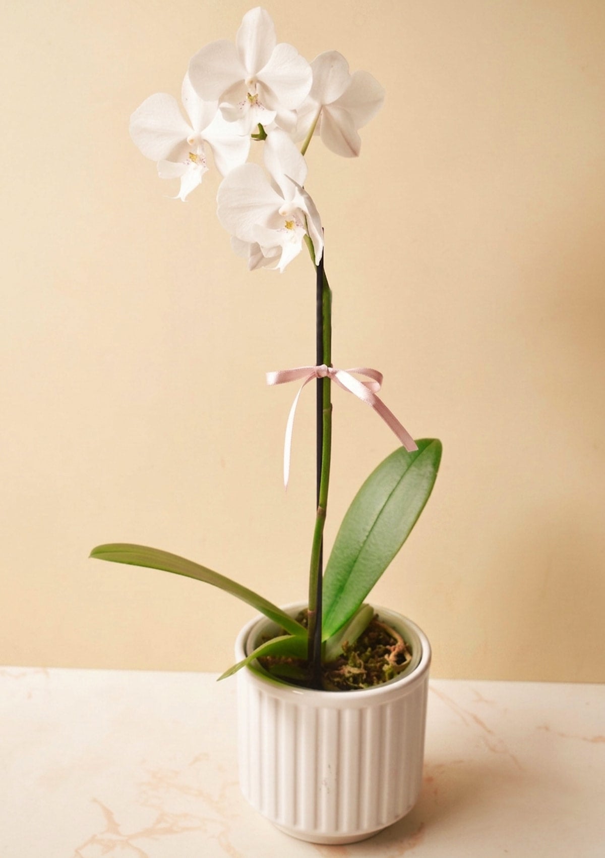 Orquídea con base🌸 | Dia de la Madre