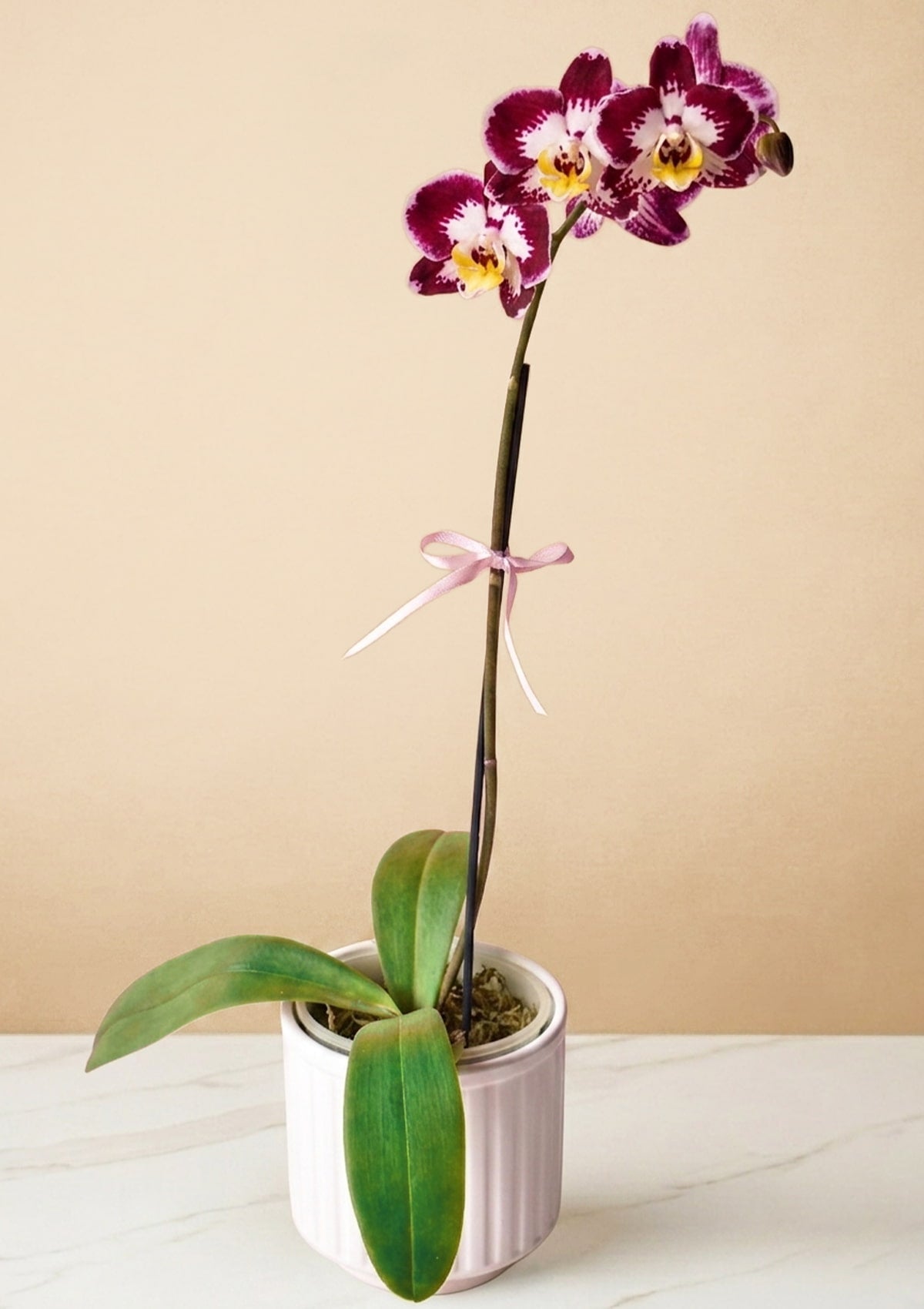 Orquídea con Base Decorativa