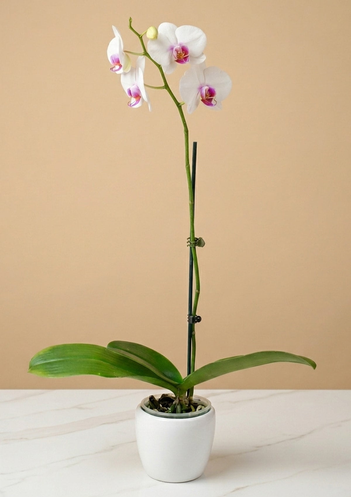 Orquídea con base🌸 | Dia de la Madre