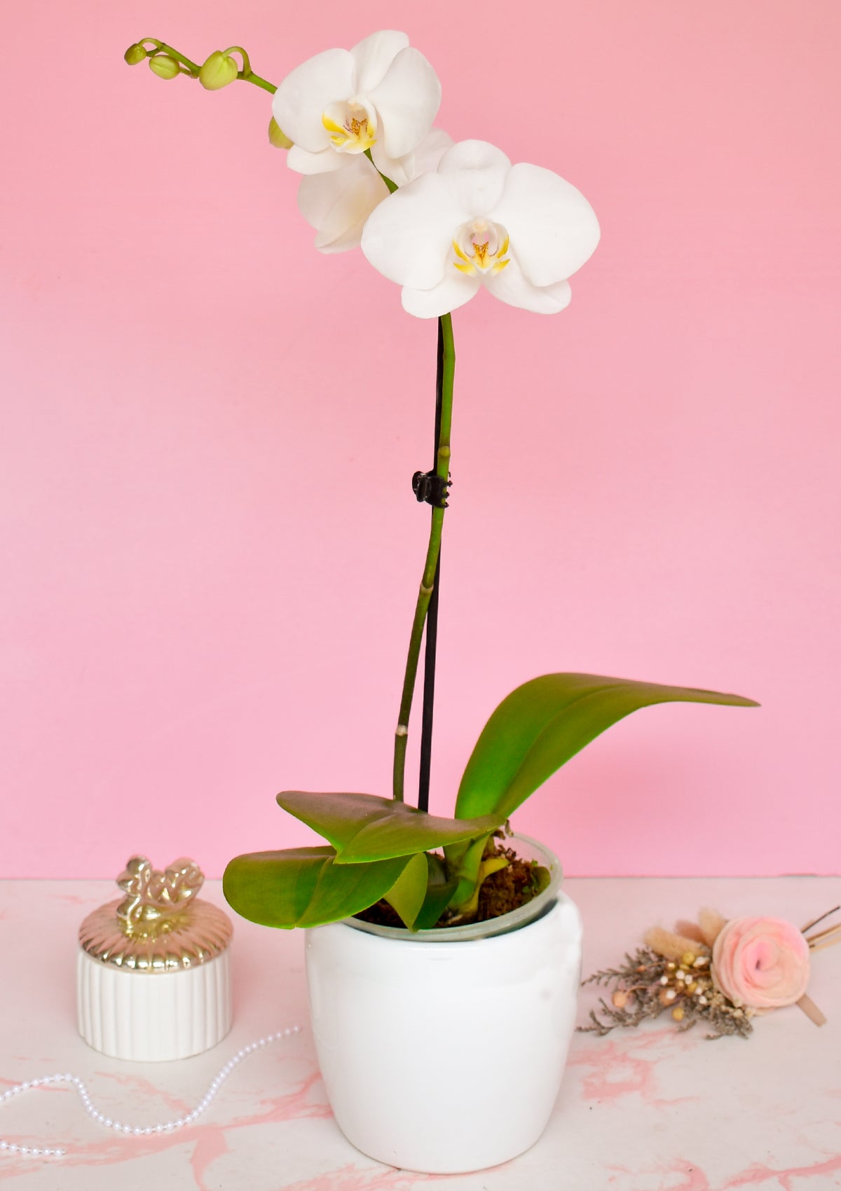 Orquídea con base🌸 | Dia de la Madre