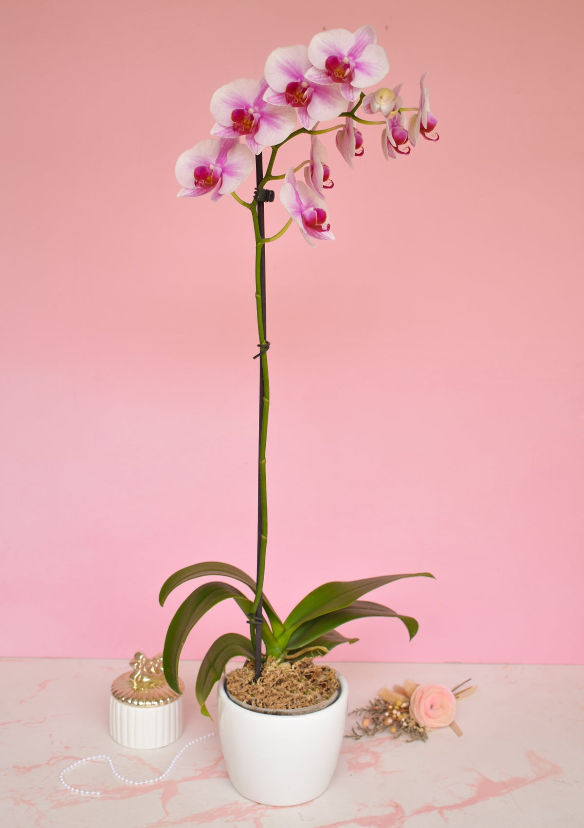 Orquídea con base🌸 | Dia de la Madre