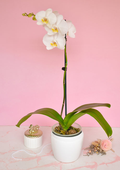 Orquídea con base🌸 - Florería Bloom