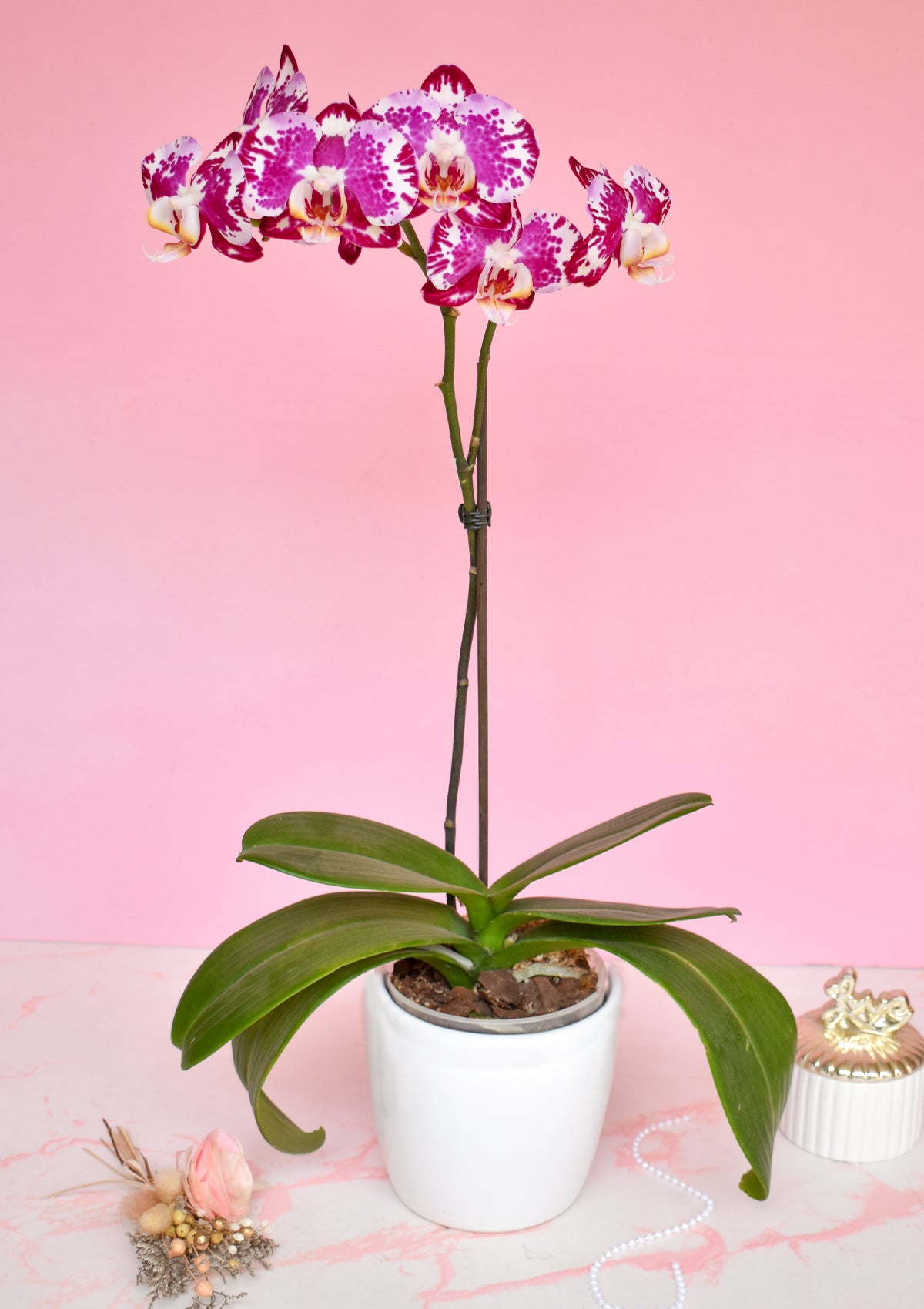 Orquídea con base🌸 | Dia de la Madre