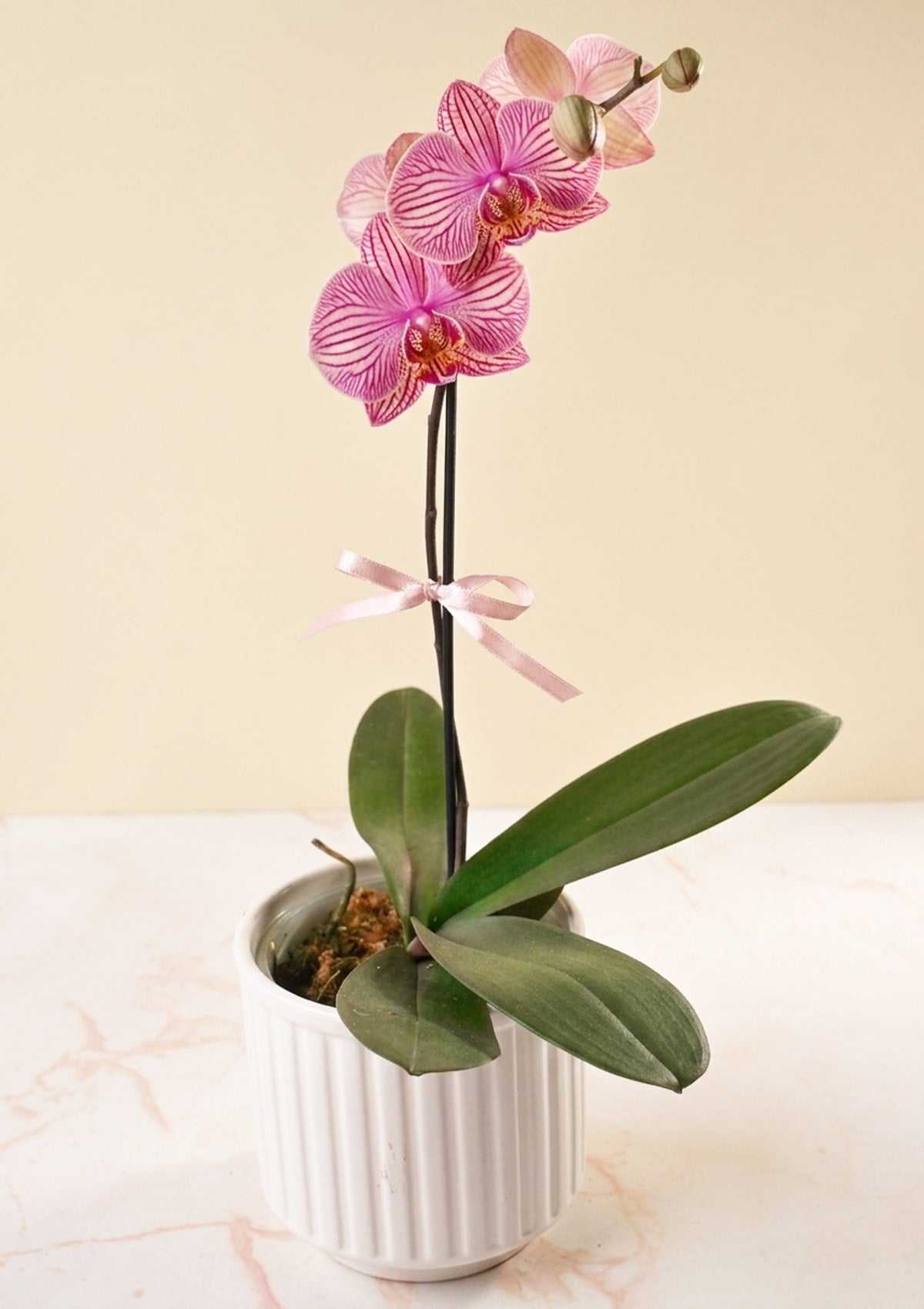 Orquídea con base🌸 | Dia de la Madre