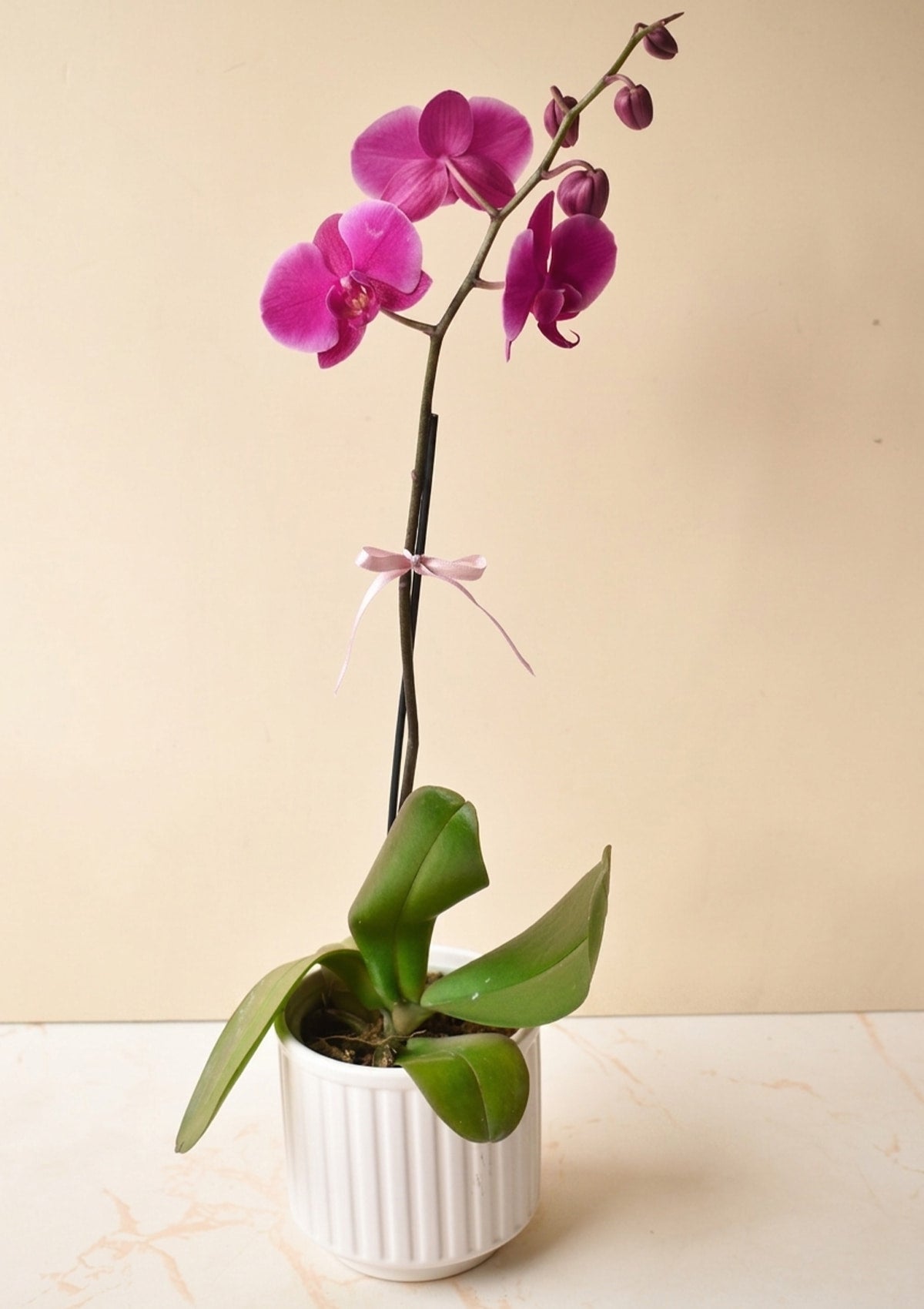 Orquídea con Base Decorativa