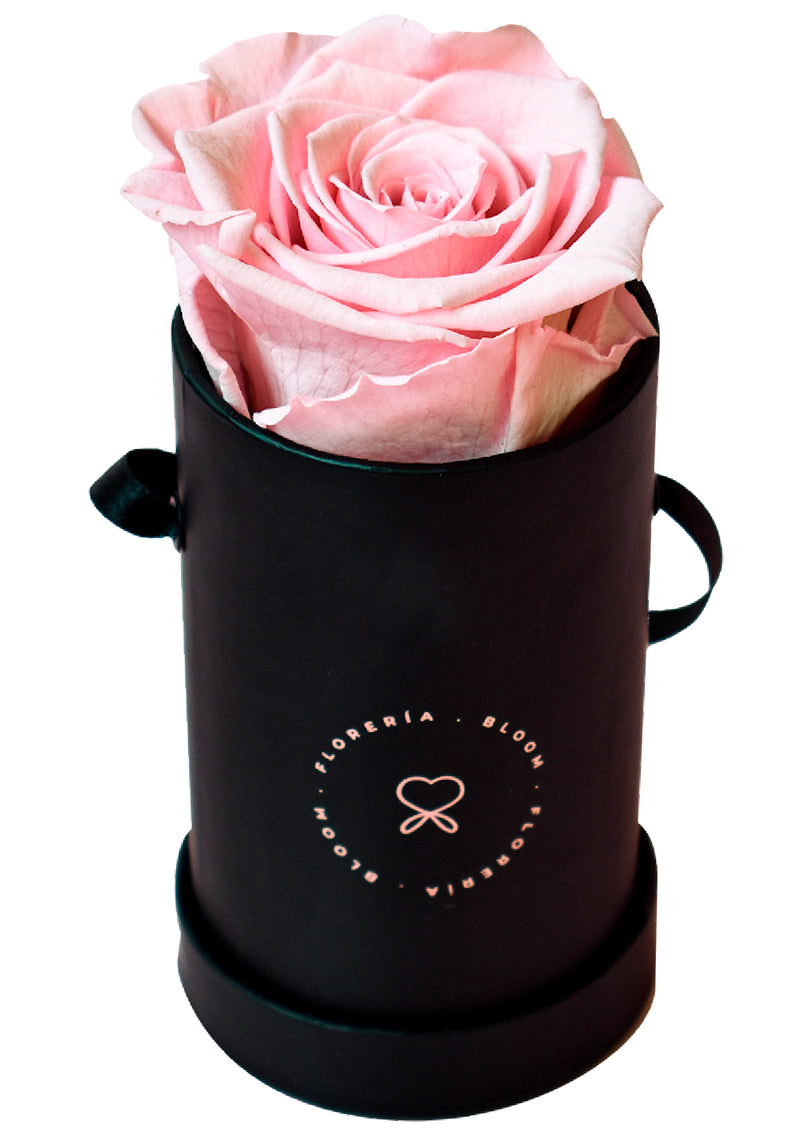 Box of 1 pink preserved rose