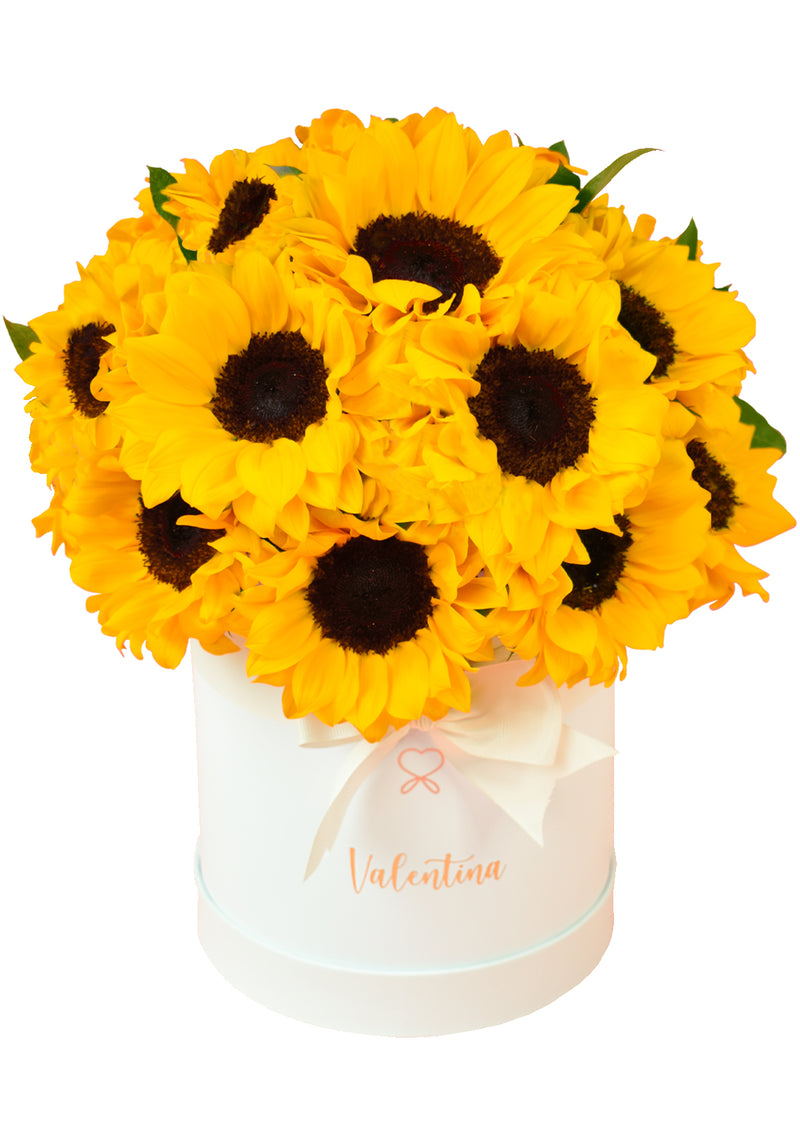 Box de 20 a 24 Girasoles