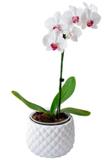 Orquídea