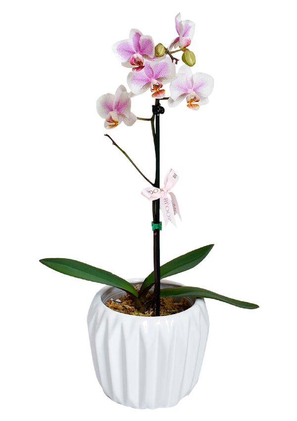 Orquídea