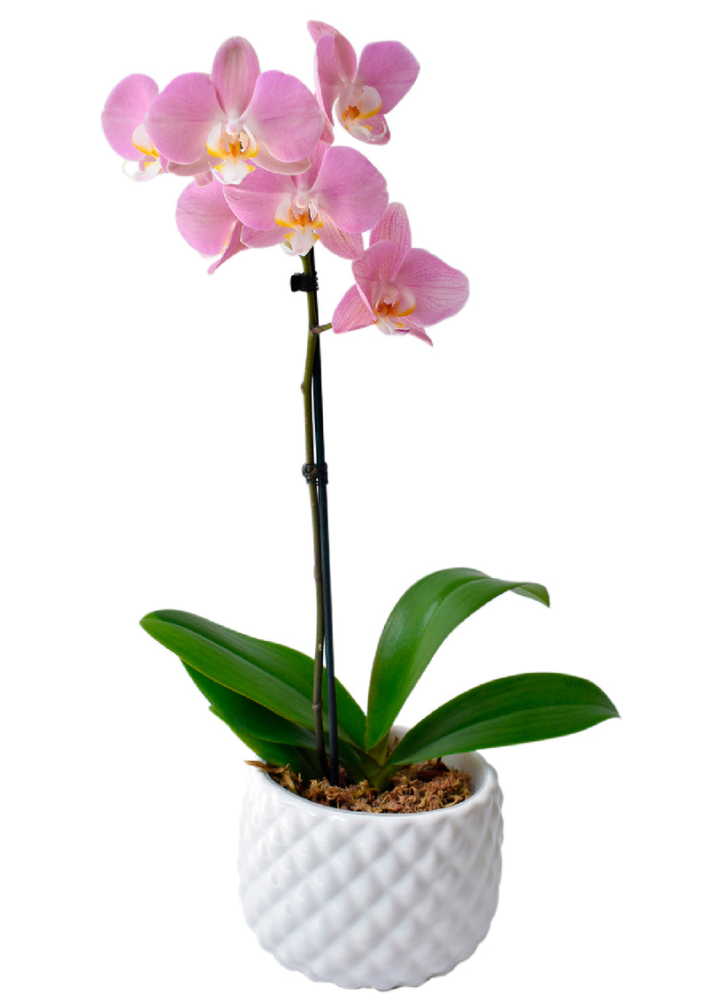 Orquídea